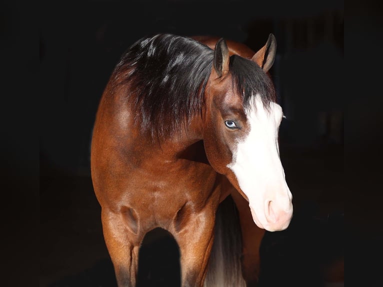 American Quarter Horse Castrone 5 Anni 150 cm Baio ciliegia in Cave Creek