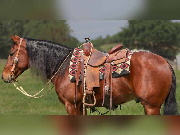 American Quarter Horse Castrone 5 Anni 150 cm Baio ciliegia in Waterford