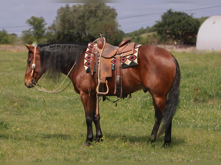 American Quarter Horse Castrone 5 Anni 150 cm Baio ciliegia in Waterford