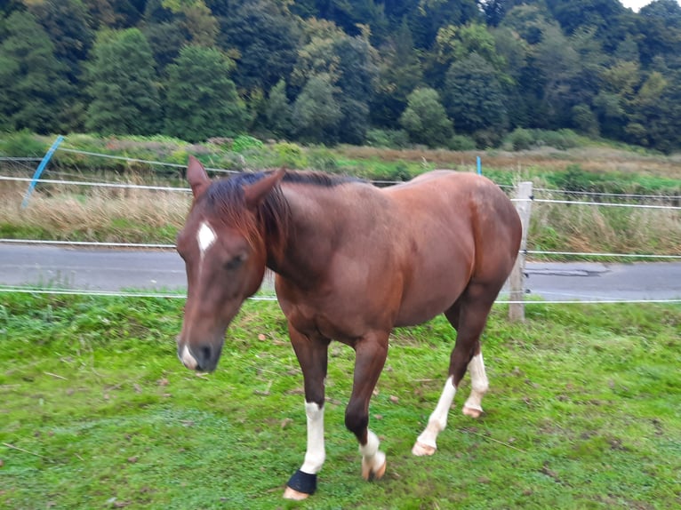 American Quarter Horse Castrone 5 Anni 150 cm Baio nero in Fürthen