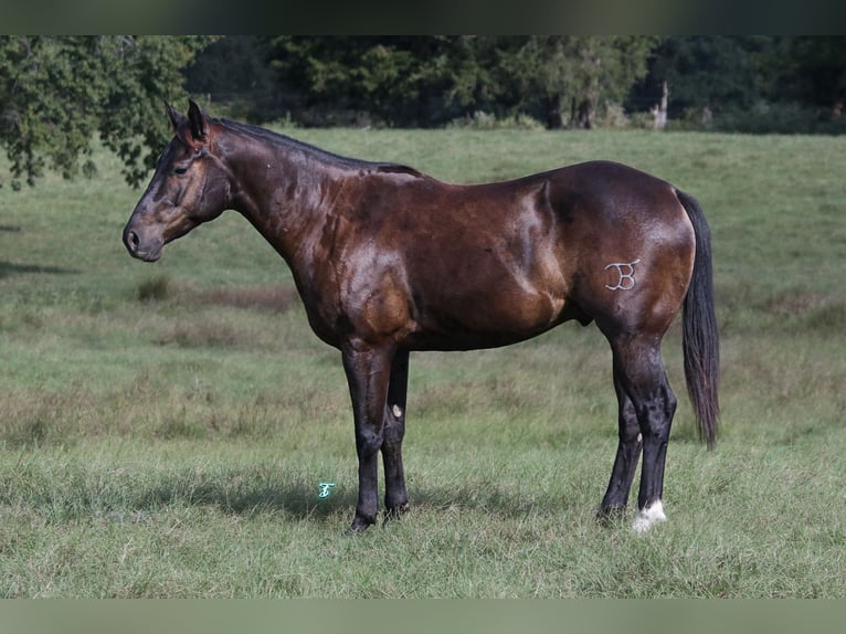 American Quarter Horse Castrone 5 Anni 150 cm Baio in Carthage, TX