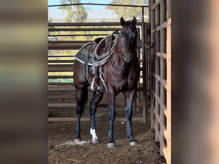 American Quarter Horse Castrone 5 Anni 150 cm Baio in Carthage, TX