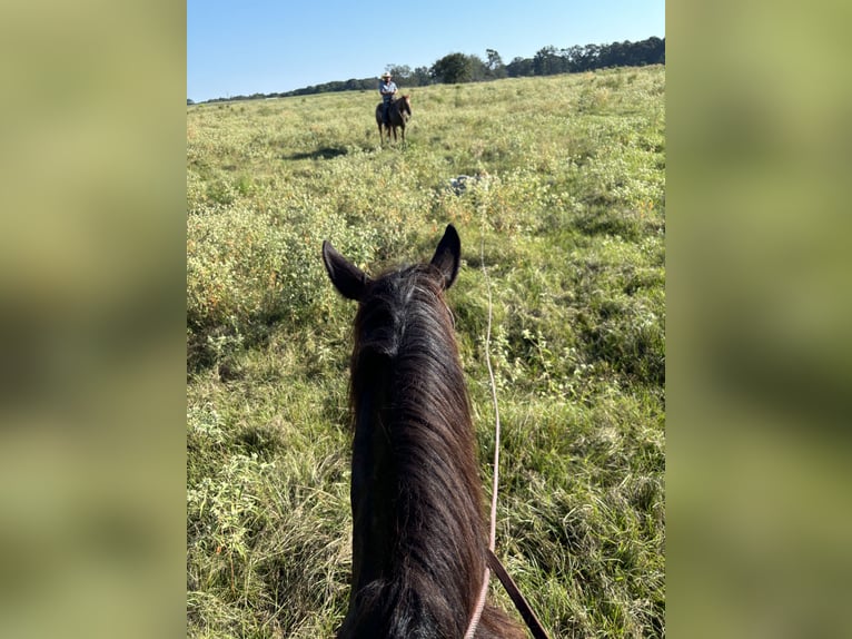 American Quarter Horse Castrone 5 Anni 150 cm Baio in Carthage, TX