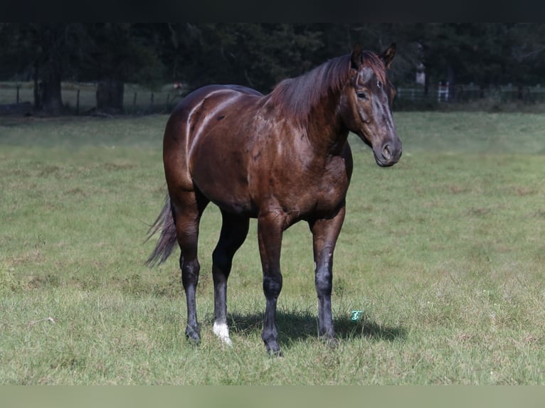 American Quarter Horse Castrone 5 Anni 150 cm Baio in Carthage, TX