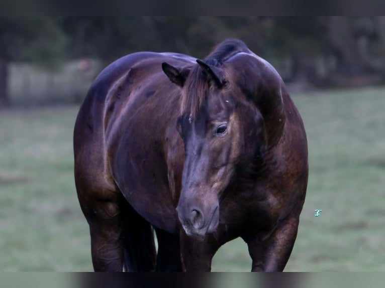 American Quarter Horse Castrone 5 Anni 150 cm Baio in Carthage, TX