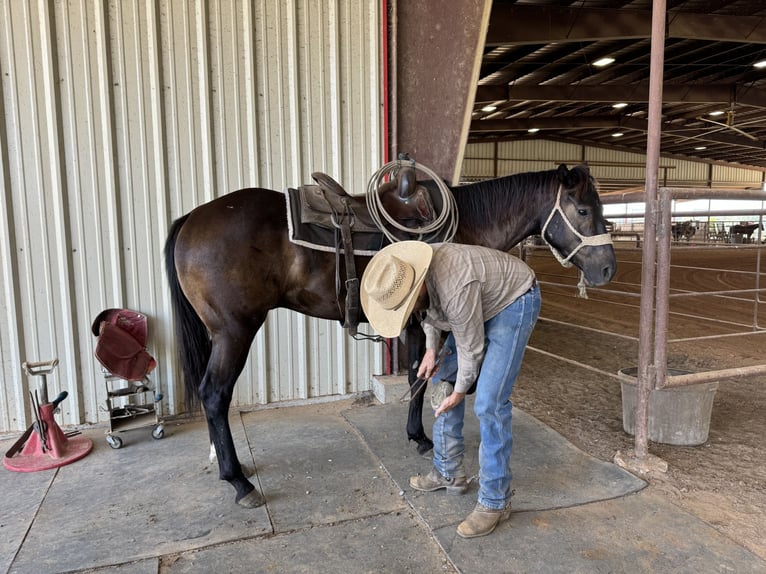 American Quarter Horse Castrone 5 Anni 150 cm Baio in Carthage, TX