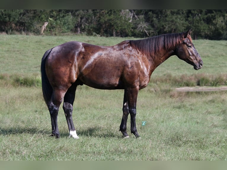 American Quarter Horse Castrone 5 Anni 150 cm Baio in Carthage, TX