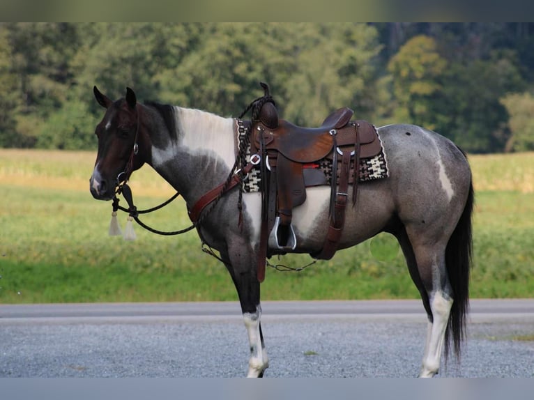 American Quarter Horse Mix Castrone 5 Anni 150 cm Baio roano in Rebersburg, PA