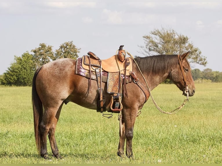 American Quarter Horse Castrone 5 Anni 150 cm Baio roano in Buffalo