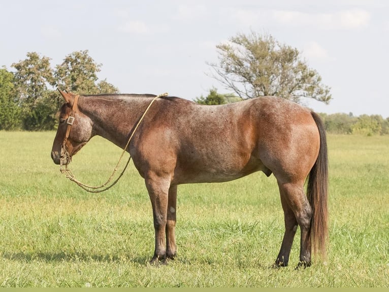 American Quarter Horse Castrone 5 Anni 150 cm Baio roano in Buffalo