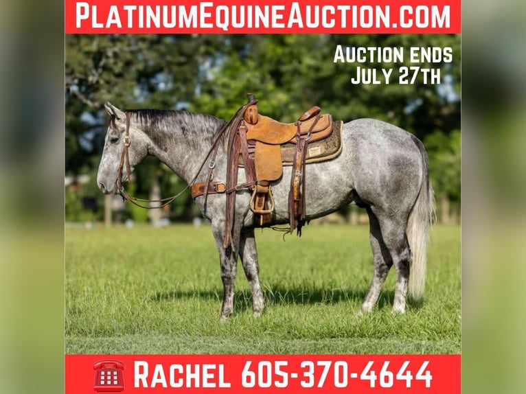 American Quarter Horse Castrone 5 Anni 150 cm Grigio in Rusk TX
