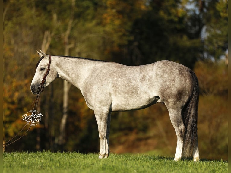 American Quarter Horse Castrone 5 Anni 150 cm Grigio pezzato in Millersburg
