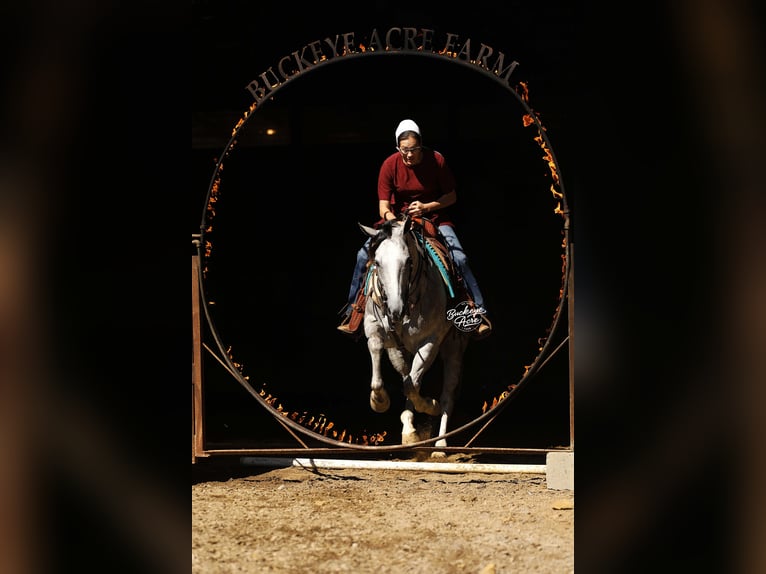 American Quarter Horse Castrone 5 Anni 150 cm Grigio pezzato in Millersburg