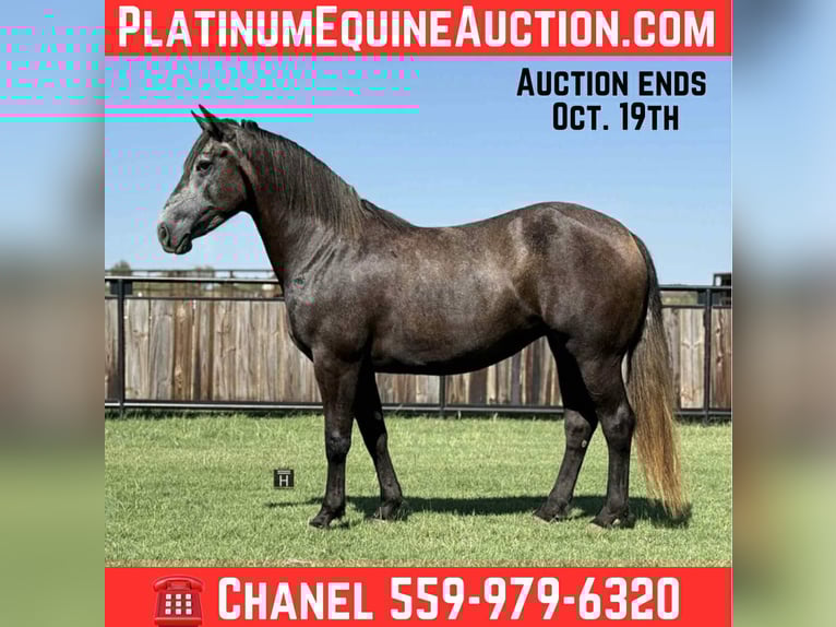 American Quarter Horse Castrone 5 Anni 150 cm Grigio pezzato in Jacksboro, TX