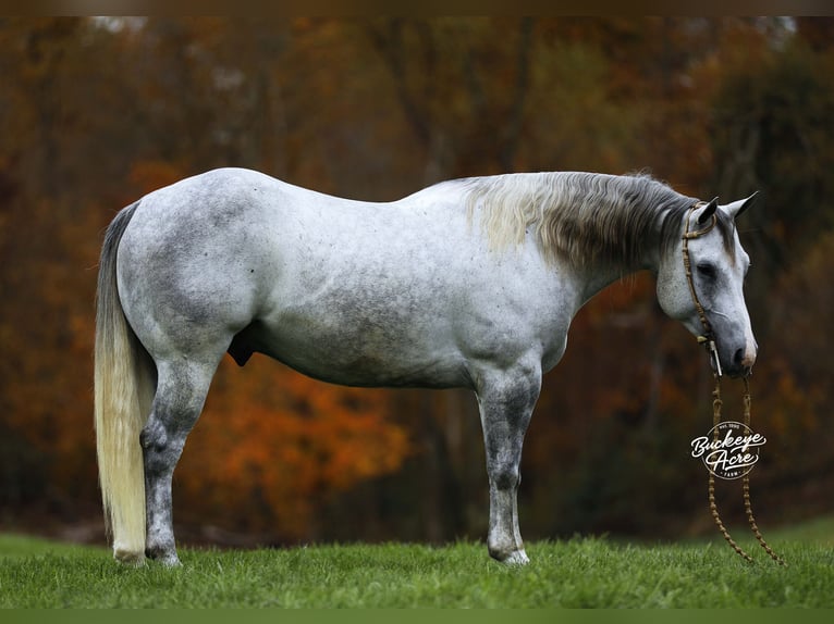 American Quarter Horse Castrone 5 Anni 150 cm Grigio pezzato in Millersburg