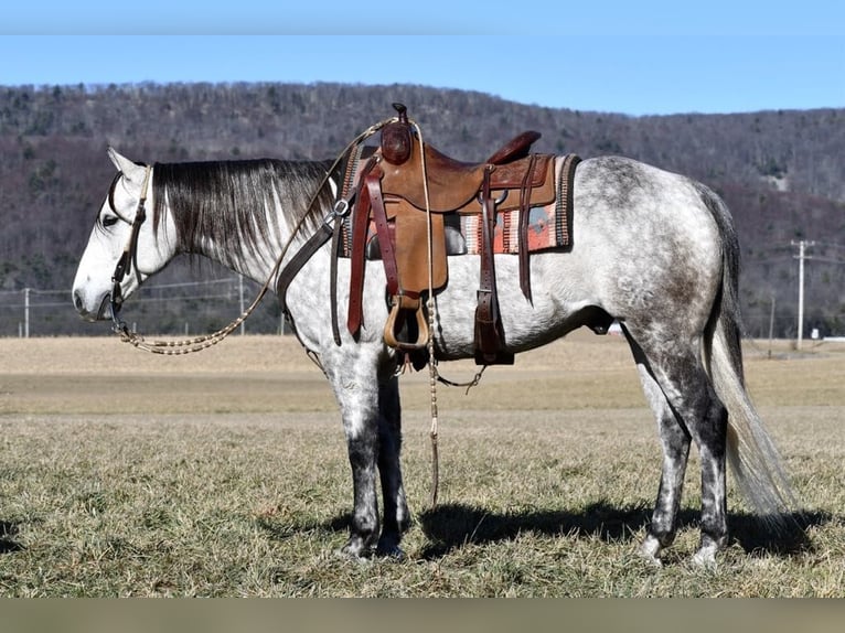 American Quarter Horse Castrone 5 Anni 150 cm Grigio in Rebersburg, PA