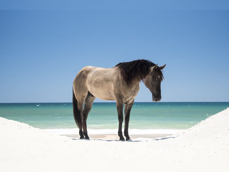 American Quarter Horse Castrone 5 Anni 150 cm Grullo in Ocala, FL