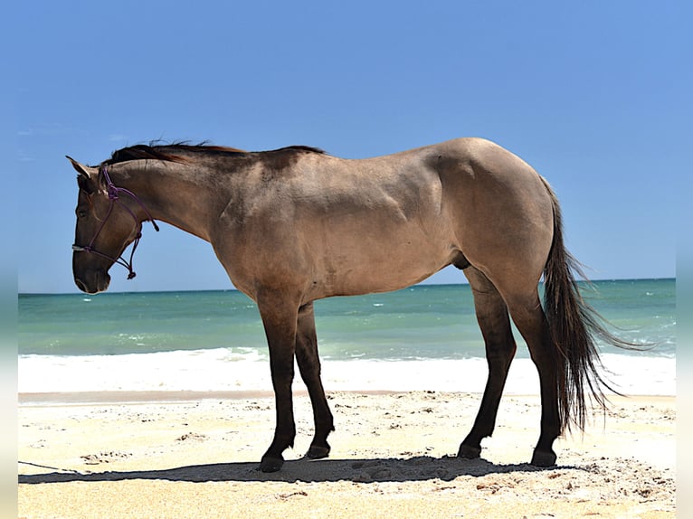 American Quarter Horse Castrone 5 Anni 150 cm Grullo in Ocala, FL