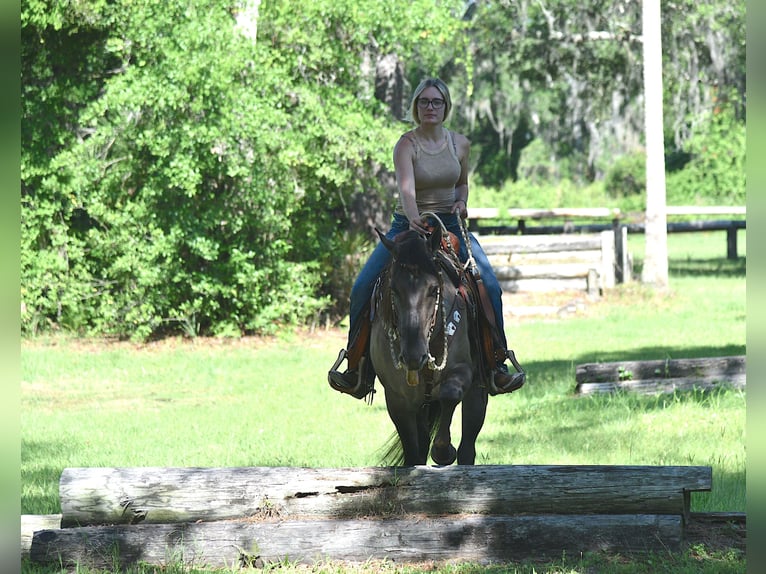 American Quarter Horse Castrone 5 Anni 150 cm Grullo in Ocala, FL