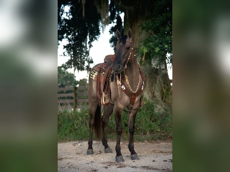 American Quarter Horse Castrone 5 Anni 150 cm Grullo in Ocala, FL