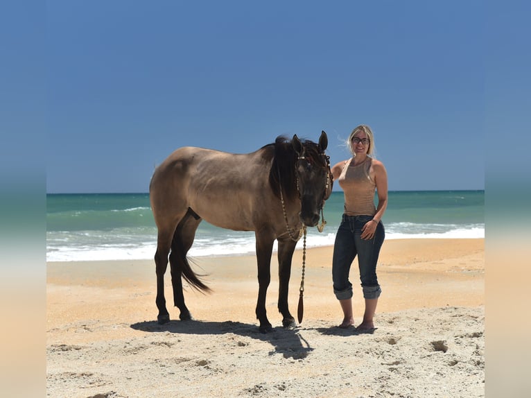 American Quarter Horse Castrone 5 Anni 150 cm Grullo in Ocala, FL