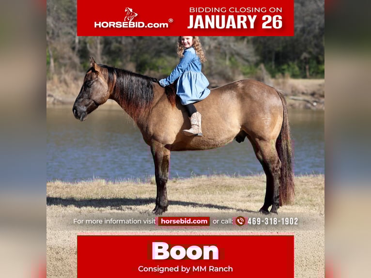 American Quarter Horse Castrone 5 Anni 150 cm Grullo in Forney