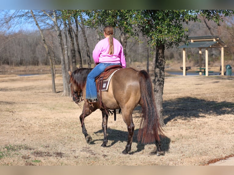 American Quarter Horse Castrone 5 Anni 150 cm Grullo in Forney