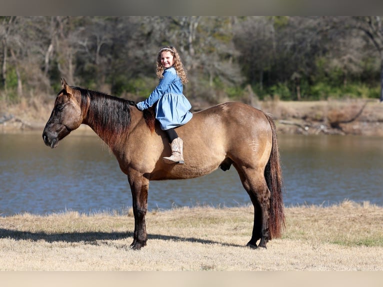 American Quarter Horse Castrone 5 Anni 150 cm Grullo in Forney