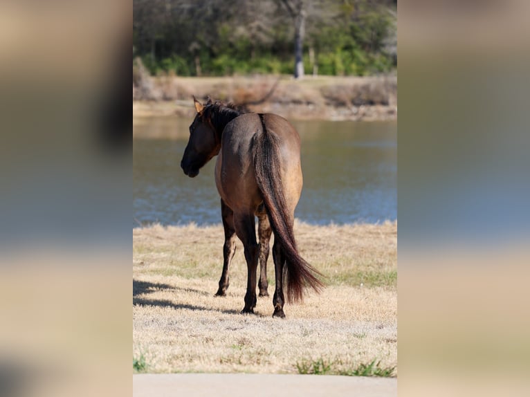 American Quarter Horse Castrone 5 Anni 150 cm Grullo in Forney