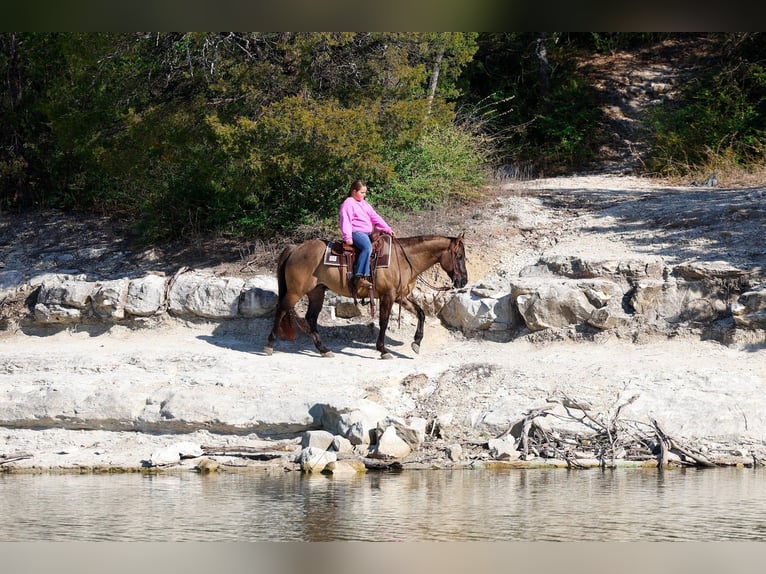 American Quarter Horse Castrone 5 Anni 150 cm Grullo in Forney