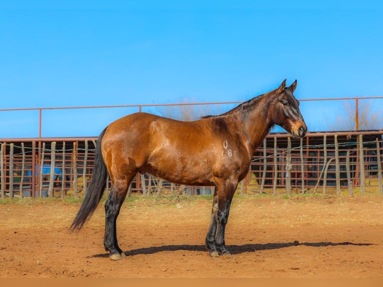 American Quarter Horse Castrone 5 Anni 150 cm Grullo in Ripley