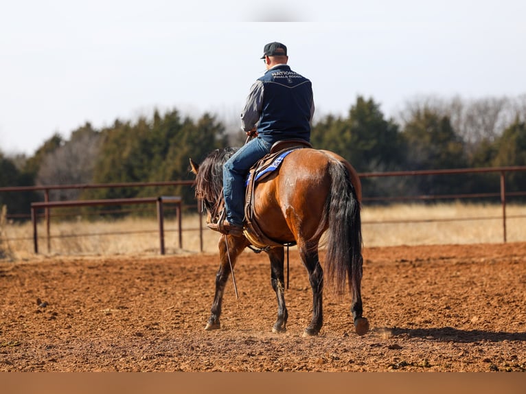American Quarter Horse Castrone 5 Anni 150 cm Grullo in Ripley