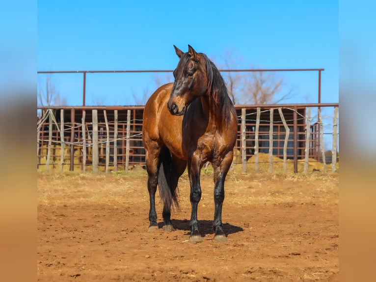 American Quarter Horse Castrone 5 Anni 150 cm Grullo in Ripley
