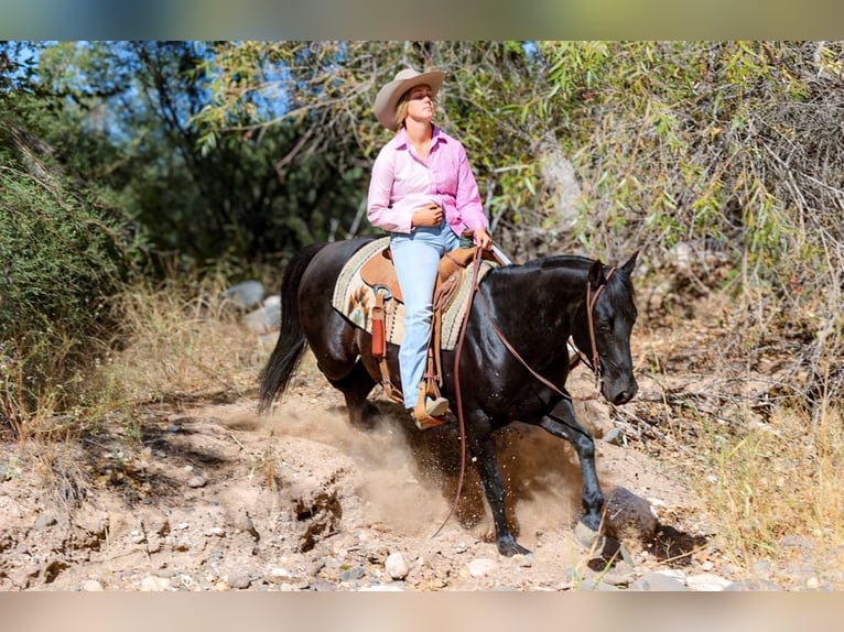 American Quarter Horse Castrone 5 Anni 150 cm Morello in Camp Verde