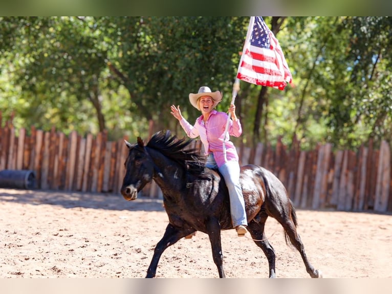 American Quarter Horse Castrone 5 Anni 150 cm Morello in Camp Verde