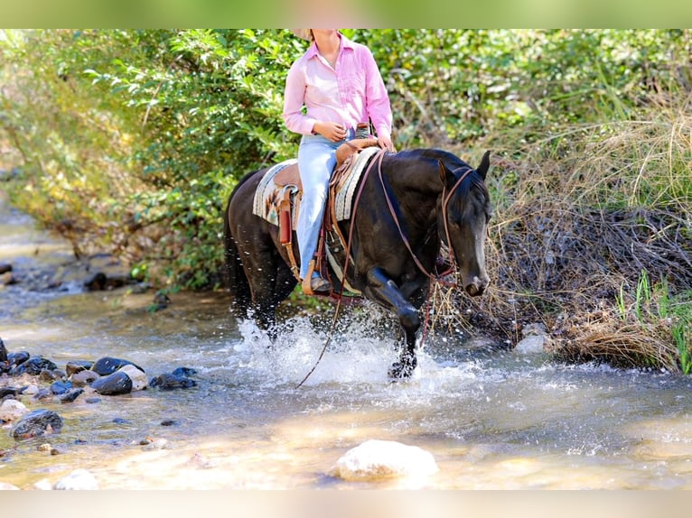 American Quarter Horse Castrone 5 Anni 150 cm Morello in Camp Verde