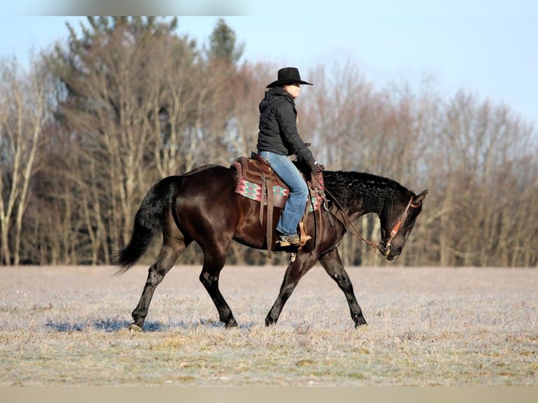American Quarter Horse Castrone 5 Anni 150 cm Morello in Clarion