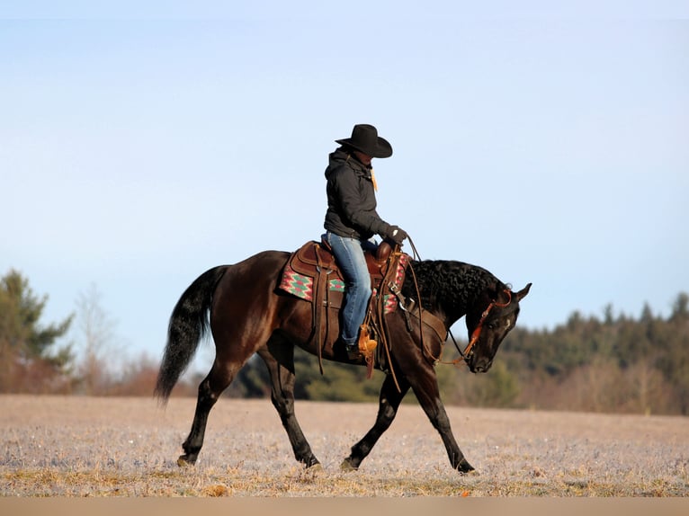 American Quarter Horse Castrone 5 Anni 150 cm Morello in Clarion