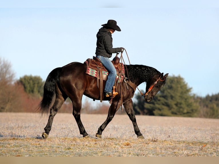 American Quarter Horse Castrone 5 Anni 150 cm Morello in Clarion