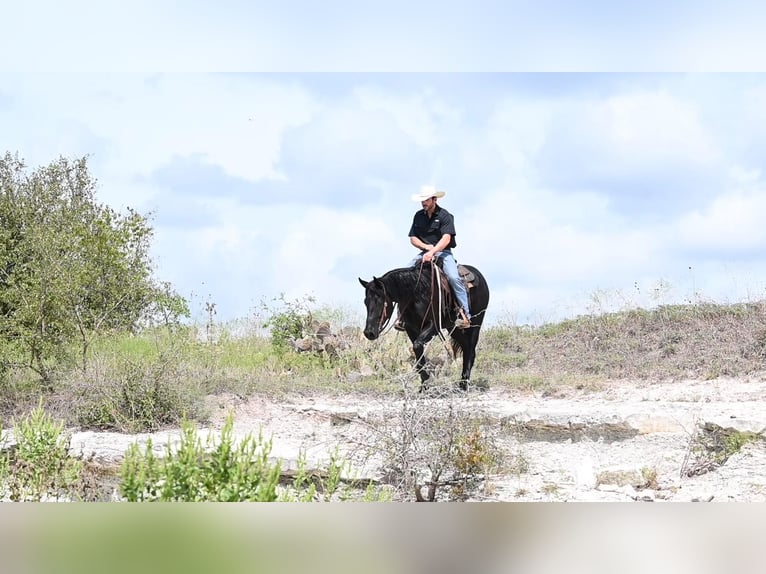 American Quarter Horse Castrone 5 Anni 150 cm Morello in Waco