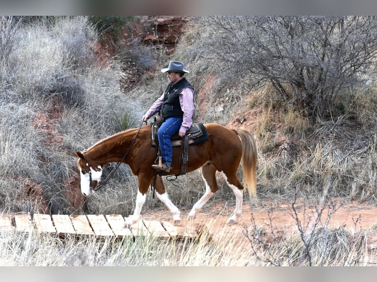 American Quarter Horse Castrone 5 Anni 150 cm Overo-tutti i colori in Sweet Springs MO