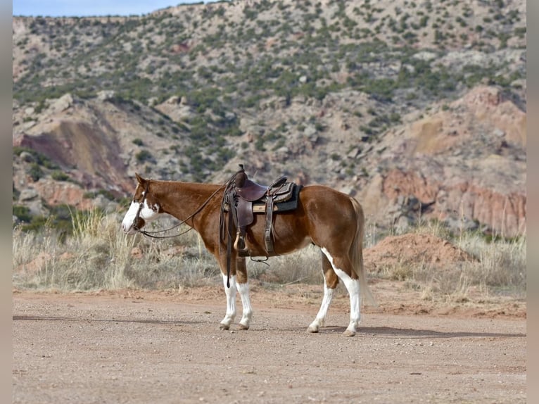 American Quarter Horse Castrone 5 Anni 150 cm Overo-tutti i colori in Sweet Springs MO