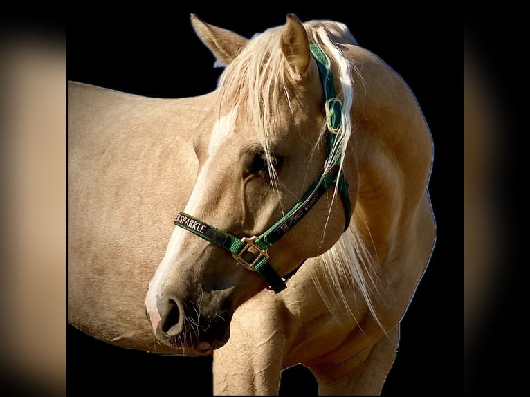 American Quarter Horse Castrone 5 Anni 150 cm Palomino in Wiener Neustadt