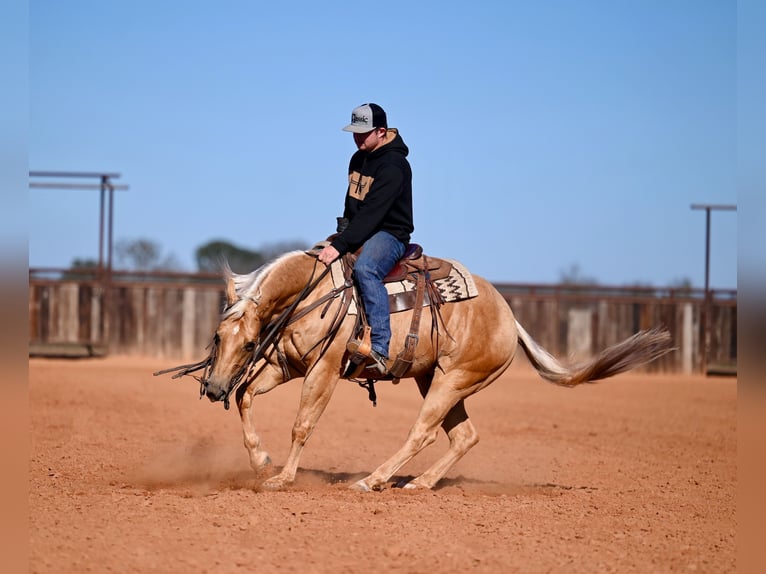 American Quarter Horse Castrone 5 Anni 150 cm Palomino in Waco