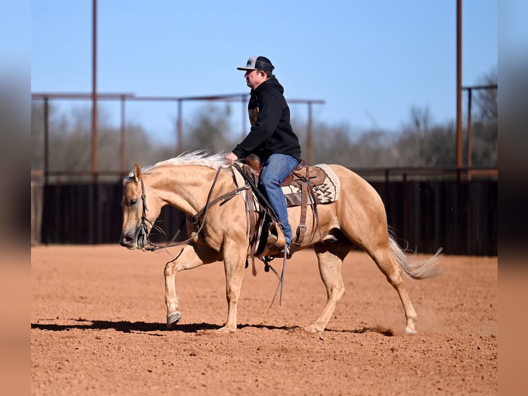 American Quarter Horse Castrone 5 Anni 150 cm Palomino in Waco