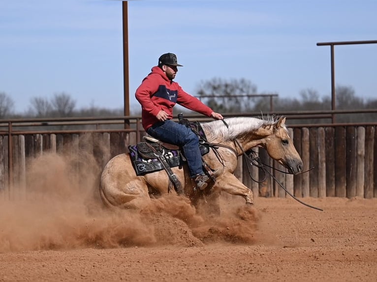 American Quarter Horse Castrone 5 Anni 150 cm Palomino in Waco