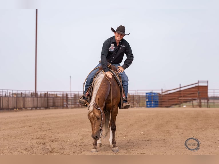 American Quarter Horse Castrone 5 Anni 150 cm Palomino in Canistota, SD