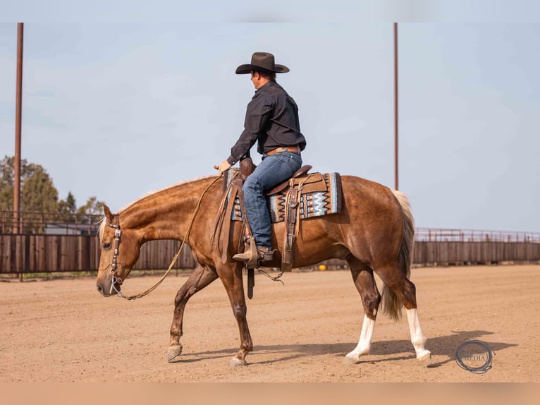 American Quarter Horse Castrone 5 Anni 150 cm Palomino in Canistota, SD