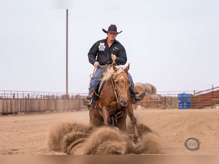 American Quarter Horse Castrone 5 Anni 150 cm Palomino in Canistota, SD