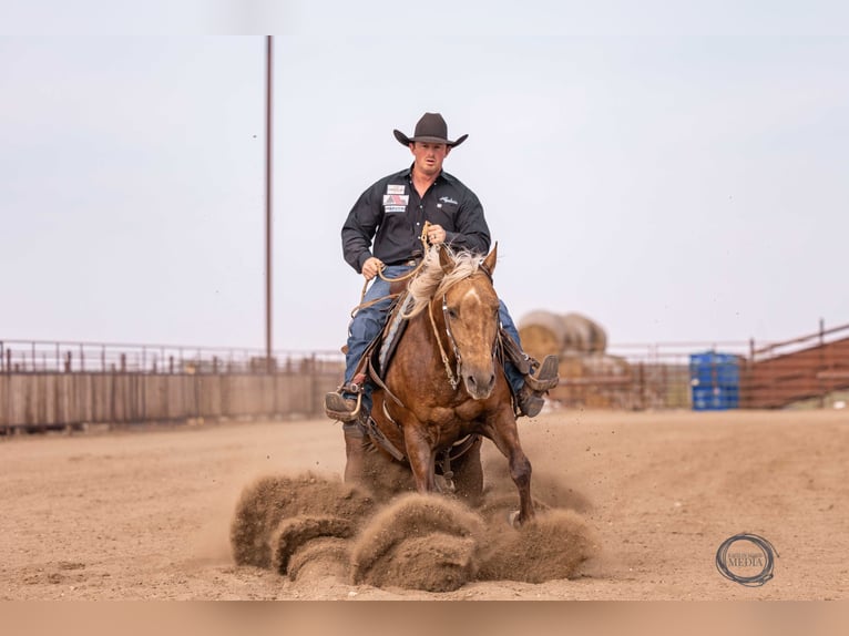 American Quarter Horse Castrone 5 Anni 150 cm Palomino in Canistota, SD
